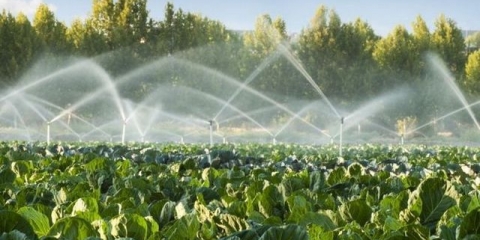 Kada je najbolje vreme za zalivanje bašte ujutru ili uveče?